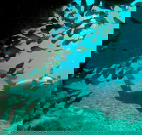 Scuba Dive Ningaloo Reef - VIC Tourism
