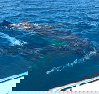 Busselton Whale Watching - VIC Tourism