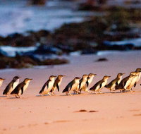 Phillip Island Penguin Parade Entry and Express Shuttle from Melbourne - VIC Tourism