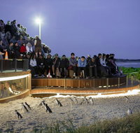 Small-Group Phillip Island Day Trip from Melbourne with Penguin Plus Viewing - VIC Tourism