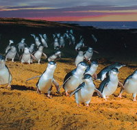 Phillip Island Tour from Melbourne - VIC Tourism