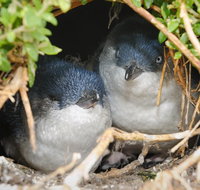Phillip Island Penguin Parade Evening Tour - VIC Tourism