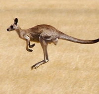 Koalas and Kangaroo in the Wild Tour from Melbourne - VIC Tourism