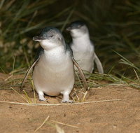 Express Expedition to Phillip Island Penguin Wildlife Encounter Evening Tour - VIC Tourism