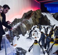 Penguin Passport at SEA LIFE Melbourne Aquarium - VIC Tourism