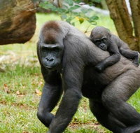 Melbourne Zoo General Entry Ticket - VIC Tourism