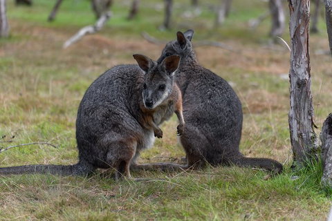Phillip Island Penguin Parade Express Tour From Melbourne - VIC Tourism 1