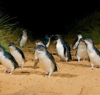 Phillip Island Penguin Parade Express Tour from Melbourne - VIC Tourism
