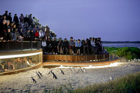 Phillip Island Penguin Parade Express Tour From Melbourne - VIC Tourism 7