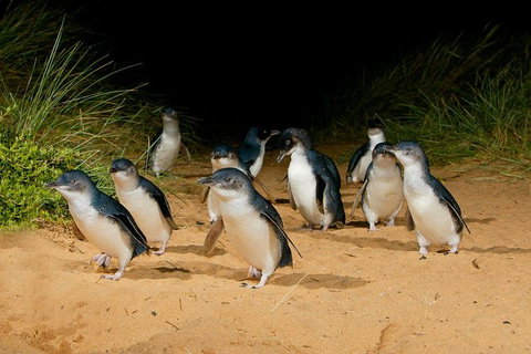 Phillip Island Penguin Parade Express Tour From Melbourne - VIC Tourism 2