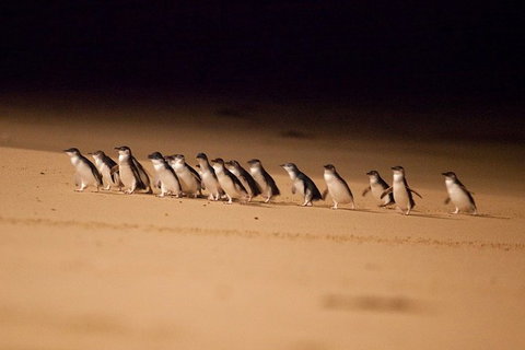 Phillip Island Penguin Parade Express Tour From Melbourne - VIC Tourism 5