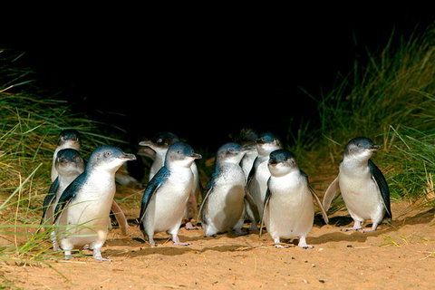 Phillip Island Penguin Parade Express Tour From Melbourne - VIC Tourism 3