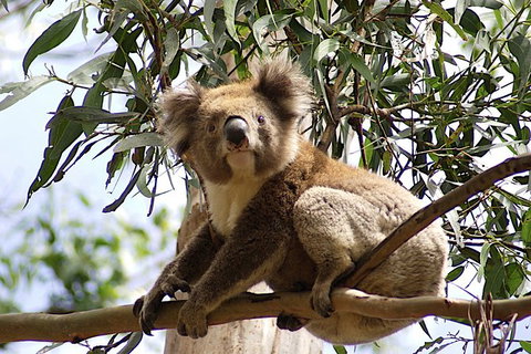 Melbourne Combo: Great Ocean Road, Puffing Billy, Moonlit Sanctuary & Penguins - VIC Tourism 4