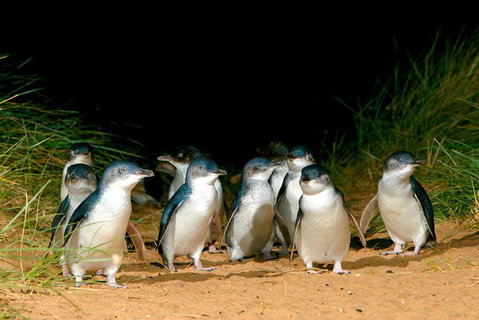Melbourne Combo: Great Ocean Road, Puffing Billy, Moonlit Sanctuary & Penguins - VIC Tourism 5