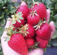 Mornington Peninsula including Strawberry Farm Day Tour from Melbourne - VIC Tourism