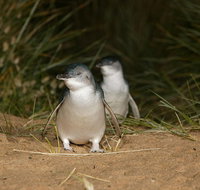 Full-Day Penguin Parade and Melbourne City Tour From Melbourne - VIC Tourism