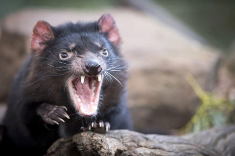 Port Arthur And Tassie Devils Active Day Tour From Hobart - VIC Tourism 0