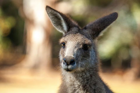 Port Arthur And Tassie Devils Active Day Tour From Hobart - VIC Tourism 12