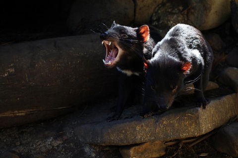 Port Arthur And Tassie Devils Active Day Tour From Hobart - VIC Tourism 5