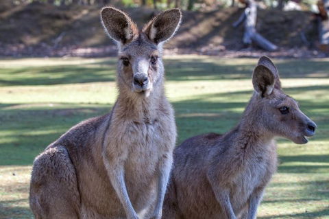 Port Arthur And Tassie Devils Active Day Tour From Hobart - VIC Tourism 10