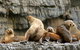 3-Hour Tasman Peninsula Wilderness Cruise From Port Arthur - thumb 1