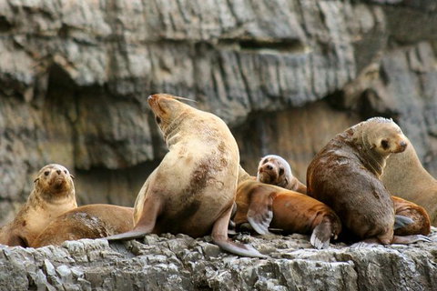 3-Hour Tasman Peninsula Wilderness Cruise From Port Arthur - VIC Tourism 1