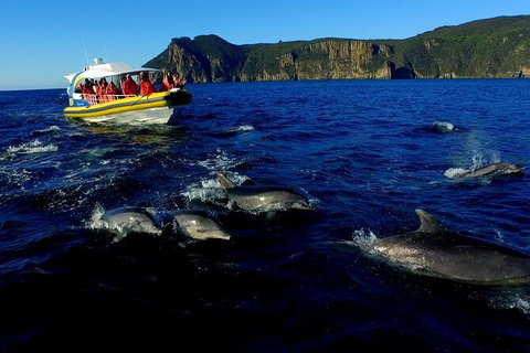 3-Hour Tasman Peninsula Wilderness Cruise From Port Arthur - VIC Tourism 4