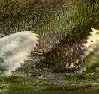 Bruny Island premium private photo-oriented day tour from Hobart - VIC Tourism