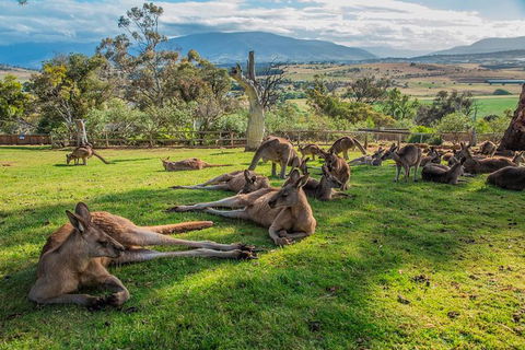 Shore Excursion: Hobart's Best In Half A Day - VIC Tourism 0