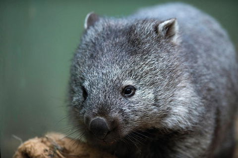 Small-group Tour From Hobart: Derwent River Valley And Coal River Valley - VIC Tourism 3