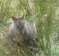 Leven Canyon Day Trip Including Wings Wildlife Park or Gunns Plains Caves from Devonport Ulverstone or Burnie - VIC Tourism