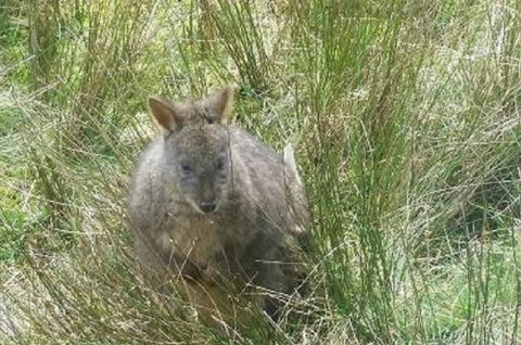 Leven Canyon Day Trip Including Wings Wildlife Park Or Gunns Plains Caves From Devonport, Ulverstone Or Burnie - VIC Tourism 0
