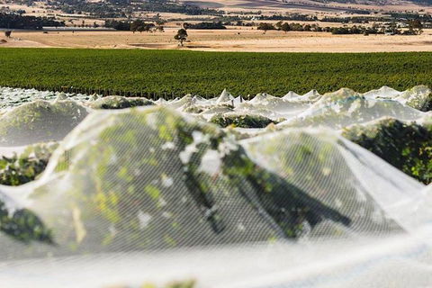 A Sommelier Guided Tour: Thursday Afternoon Wine Gin Cheese & Cocktails - VIC Tourism 5