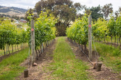 A Sommelier Guided Tour: Thursday Afternoon Wine Gin Cheese & Cocktails - VIC Tourism 3