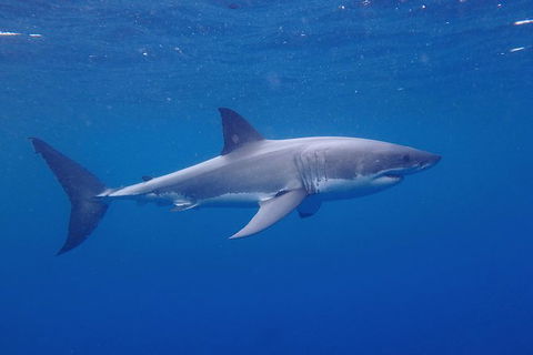 White Shark Tour With Optional Cage Dive From Port Lincoln - VIC Tourism 5