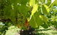 Barossa Valley With Hahndorf Tour From Adelaide - thumb 4