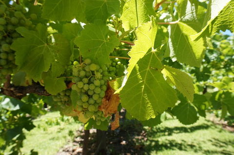 Barossa Valley With Hahndorf Tour From Adelaide - VIC Tourism 4