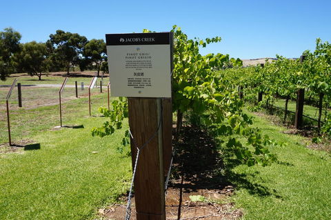 Barossa Valley With Hahndorf Tour From Adelaide - VIC Tourism 5