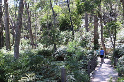 Self-Guided Waterfall Gully To Mount Lofty Hike From Adelaide - VIC Tourism 3