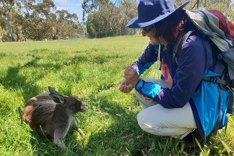 Mount Lofty Hike And Cleland Wildlife Park Day Trip From Adelaide - VIC Tourism 6