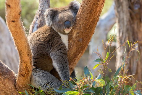 Mount Lofty Hike And Cleland Wildlife Park Day Trip From Adelaide - VIC Tourism 4