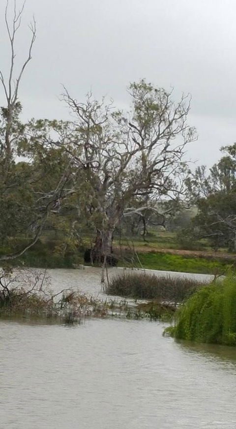 Murray River Riverboat Tour Including Lunch From Adelaide - VIC Tourism 2