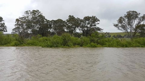 Murray River Riverboat Tour Including Lunch From Adelaide - VIC Tourism 10