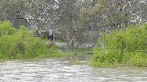 Murray River Riverboat Tour Including Lunch From Adelaide - VIC Tourism 4