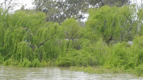 Murray River Riverboat Tour Including Lunch From Adelaide - VIC Tourism 5