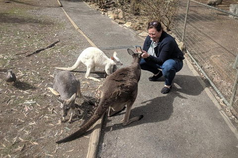 A Taste Of Adelaide And Hahndorf By Car Private Tour. - VIC Tourism 8