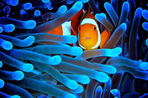 5-Day Best Of Cairns With Daintree, Kuranda, And Great Barrier Reef - VIC Tourism 2