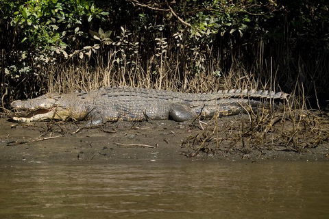 5-Day Best Of Cairns With Daintree, Kuranda, And Great Barrier Reef - VIC Tourism 10