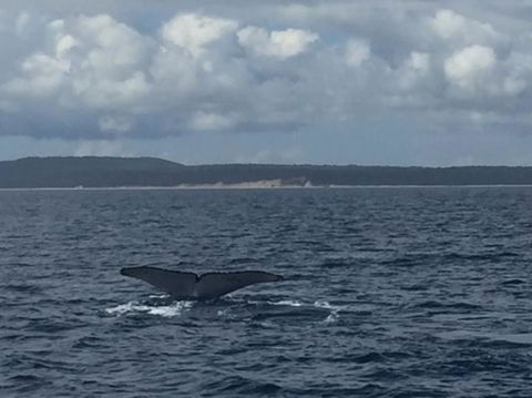 Whitehaven Beach Half-Day Cruises - VIC Tourism 7