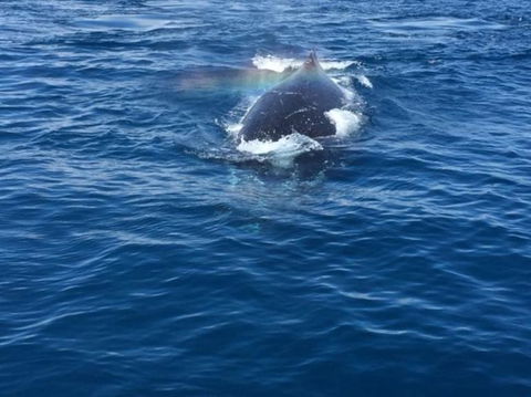 Whitehaven Beach Half-Day Cruises - VIC Tourism 8